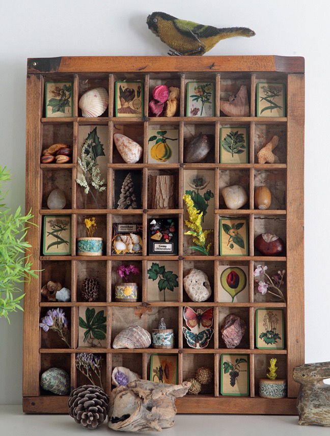 Cabinet of Natural Curios in an old Antique Printers Drawer